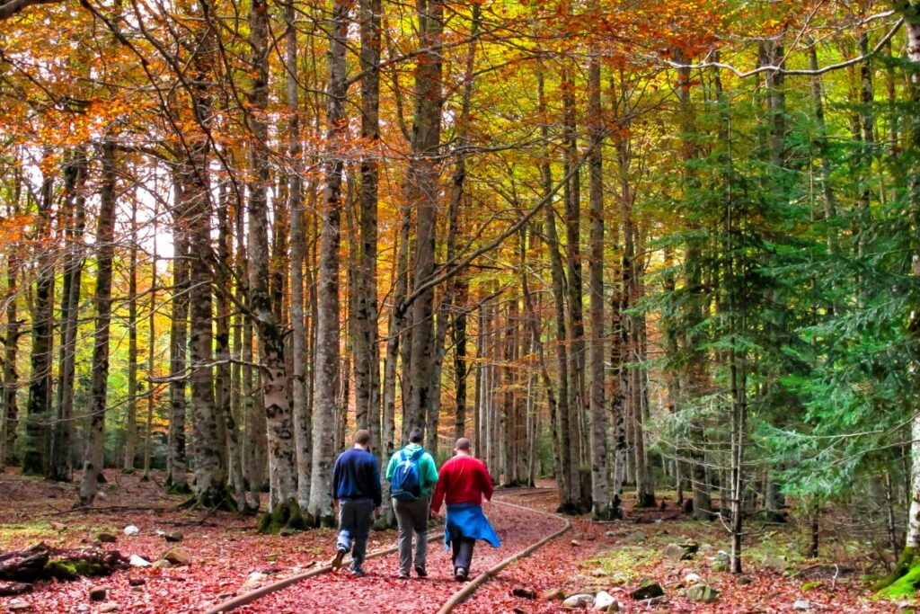 Le week-end ‘What’s Out There’ comprend des visites du parc forestier — Forest Park Forever